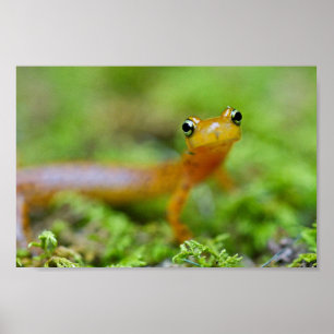 Póster Vista cercana de la cara del salamander del