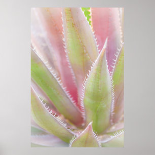 Póster Vista cercana de planta de yuca