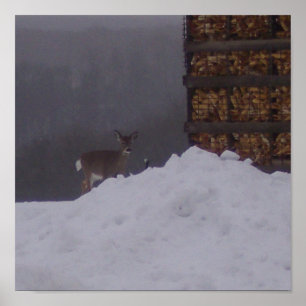 Póster Vista-Ciervos delanteros en el Granja-Poster