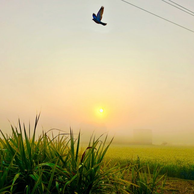 Póster vista de aldea matutina (village of punjab sunrise moment  , peaceful nature vibes)