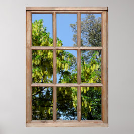 Póster Vista de árbol de laburno de flores desde una vent