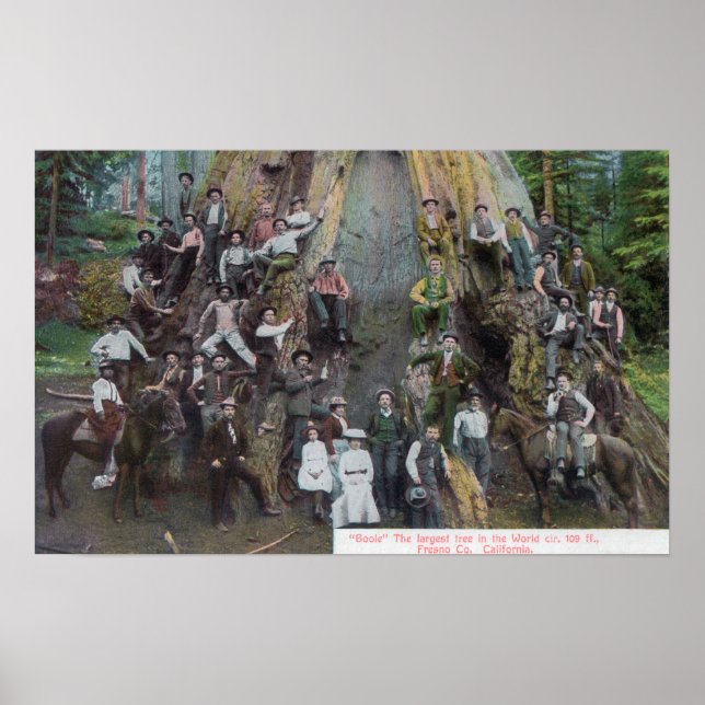 Póster Vista de Boole, el árbol más grande del mundo (Frente)