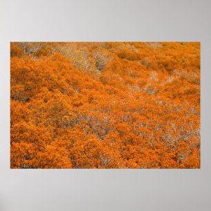 Póster Vista de bosque naranja. Fondo de hoja naranja. Ot