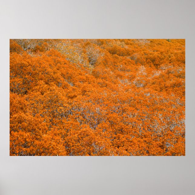 Póster Vista de bosque naranja. Fondo de hoja naranja. Ot (Frente)
