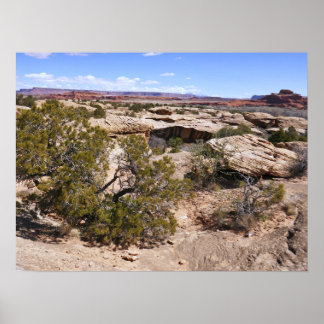 Póster Vista de Canyonlands desde Cave Springs Trail