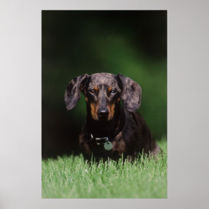 Póster Vista de Dachshund de color rucio