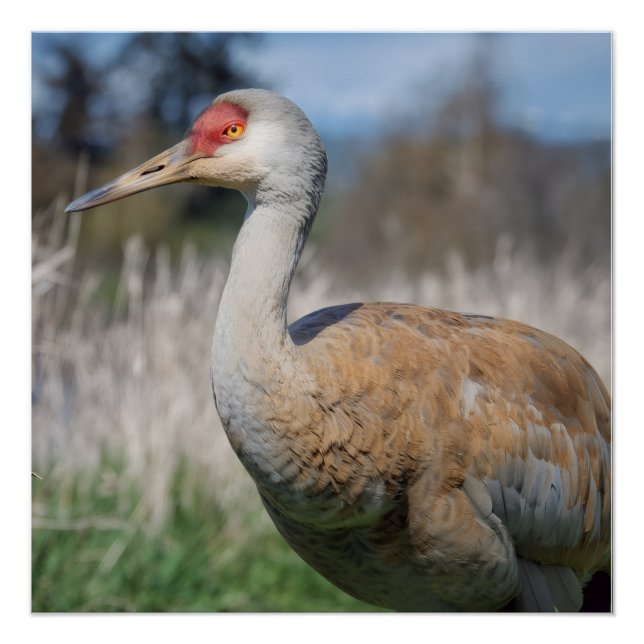 Póster Vista de grulla (Anverso)
