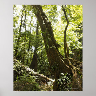 Póster vista de la selva tropical, Dominica