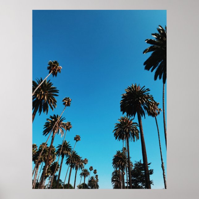 Póster Vista de los árboles desde el ojo de gusano (Frente)