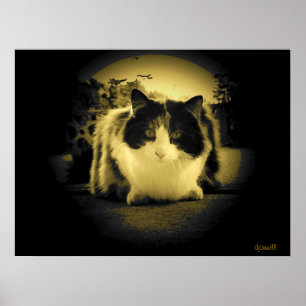 Póster Vista de ojos del ratón