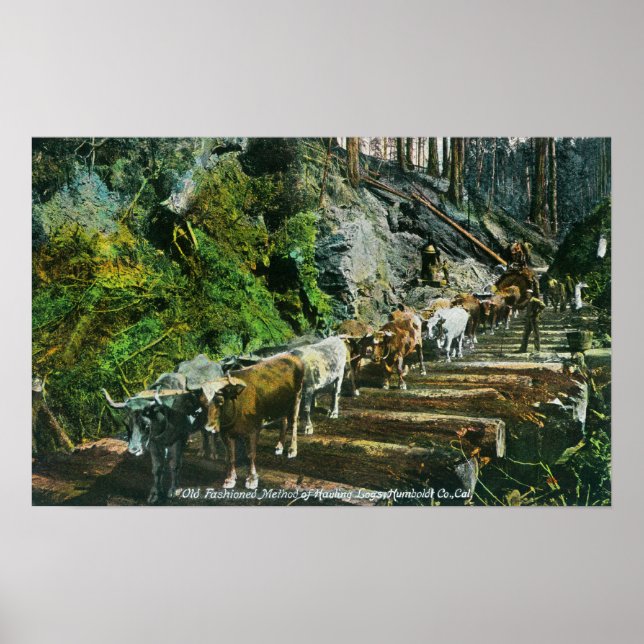 Póster Vista de Ox-Teams Hauling Logs (Frente)