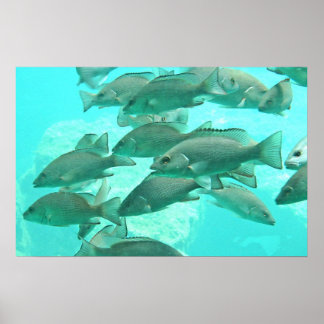 Póster Vista de peces subacuáticos