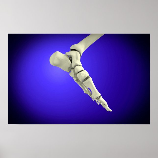 Póster Vista De Rayos X De Pie Humano 2 (Frente)