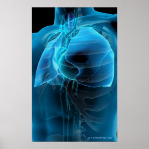 Póster Vista de tres cuartos del corazón y de los pulmone