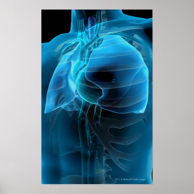 Póster Vista de tres cuartos del corazón y de los pulmone (Frente)
