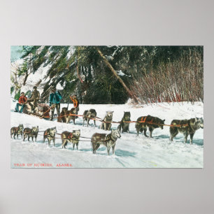 Póster Vista de un equipo de Husky Dog-Sled