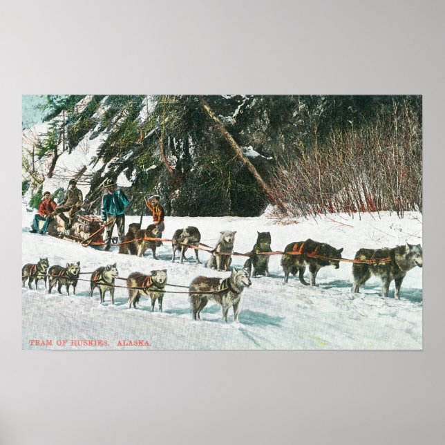 Póster Vista de un equipo de Husky Dog-Sled (Frente)
