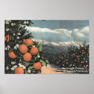 Póster Vista de un huerto Naranja con montañas