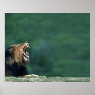Póster Vista de un León (Panthera leo) abriendo su boca