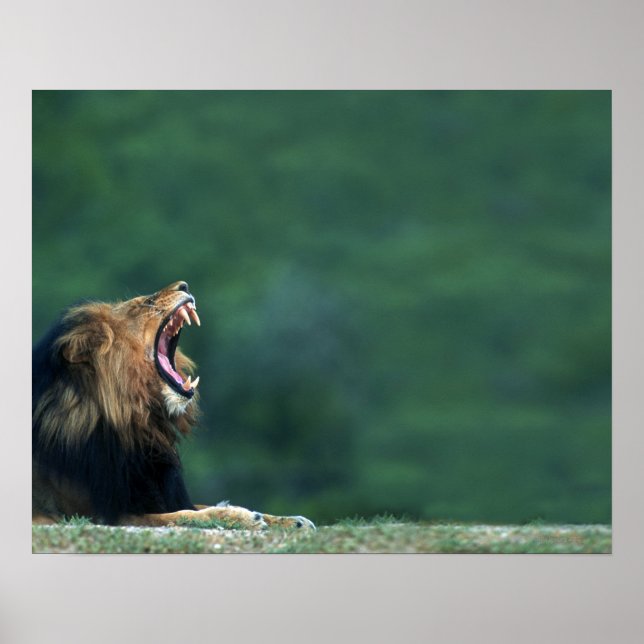 Póster Vista de un León (Panthera leo) abriendo su boca (Frente)