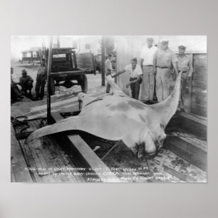 Póster Vista de un Manray de azotes