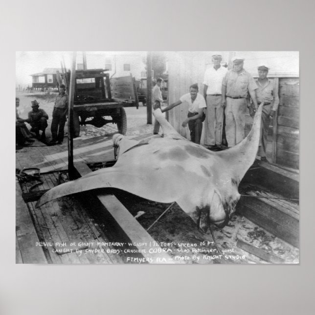 Póster Vista de un Manray de azotes (Frente)