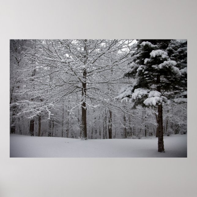 Póster Vista de Woods (Frente)