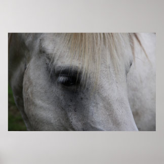 Póster Vista del caballo blanco de la sabiduría - Poster