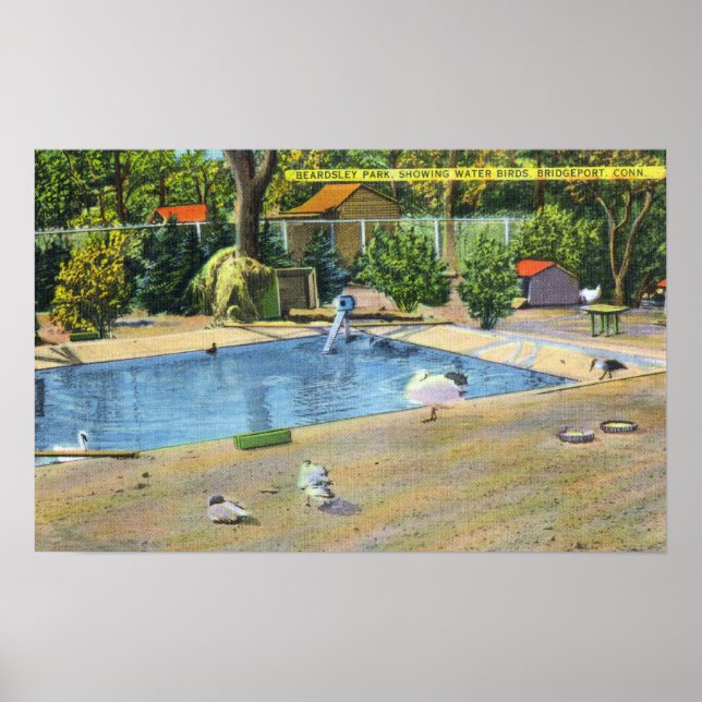 Póster Vista del Parque Beardsley de las aves acuáticas (Frente)