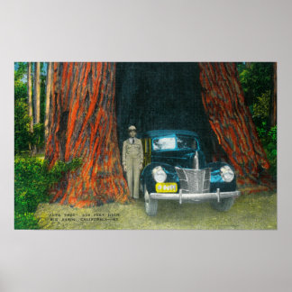 Póster Vista del Parque Estatal Auto TreeBig Basin, CA