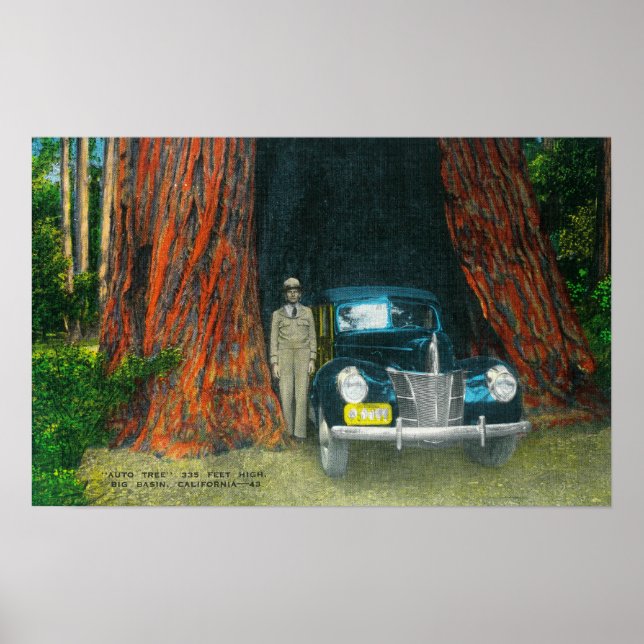 Póster Vista del Parque Estatal Auto TreeBig Basin, CA (Frente)
