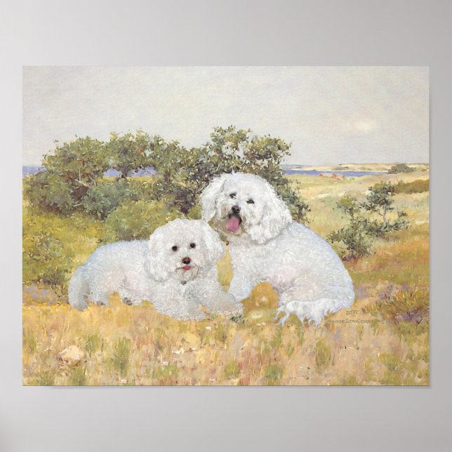 Póster Vista del prado de Bichon Frise (Frente)