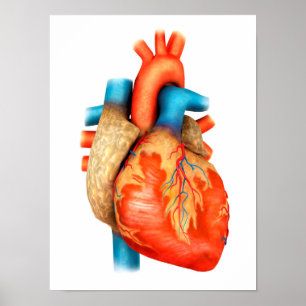 Póster Vista delantera del corazón humano