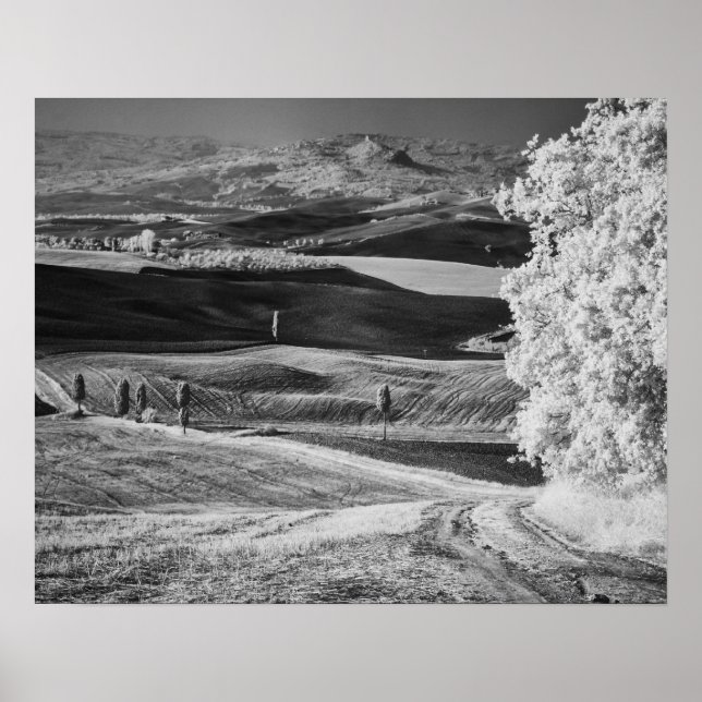 Póster Vista en blanco y negro del camino sinuoso (Frente)