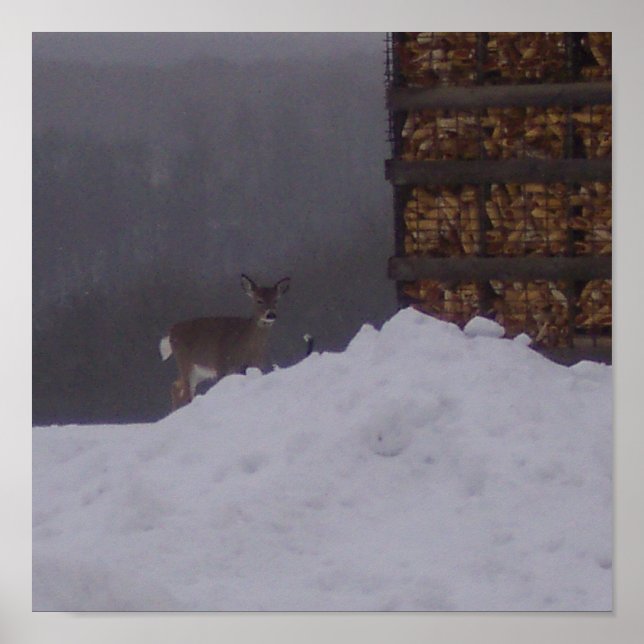 Póster Vista frontal-ciervo en el Poster de la granja (Frente)