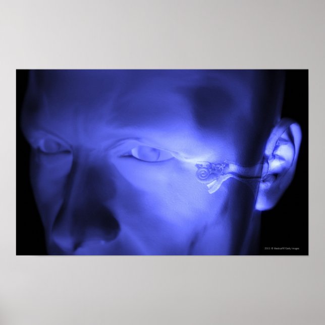 Póster Vista frontal del oído interior (Frente)