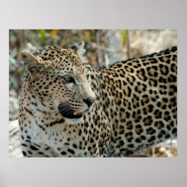 Póster Vista lateral de cara de leopardo