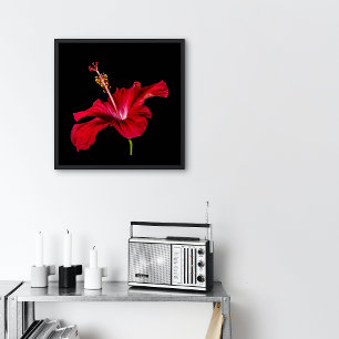 Póster Vista lateral de la flor roja Hibiscus