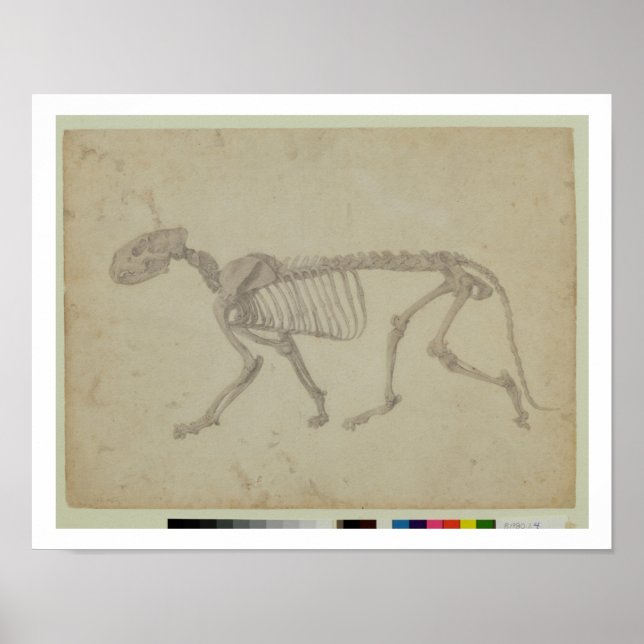 Póster Vista lateral de un esqueleto tigre, estudio termi (Frente)