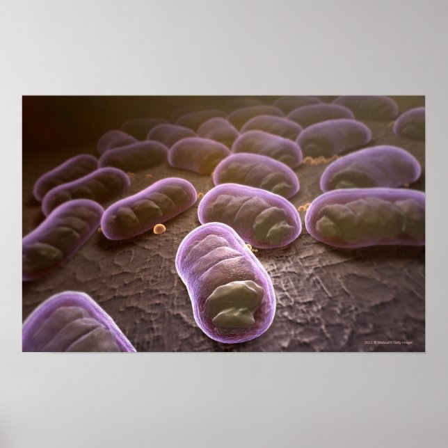 Póster Vista microscópica de bacterias (Frente)