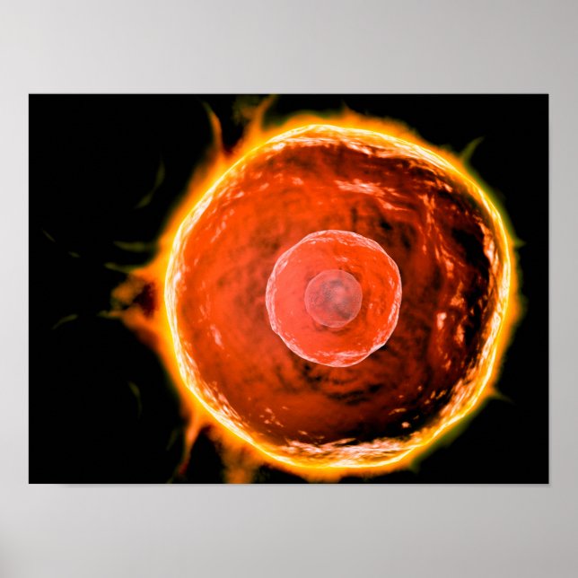 Póster Vista Microscópica De Células B Humanas 3 (Frente)