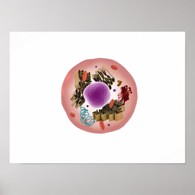 Póster Vista Microscópica De La Celda Animal 1 (Frente)