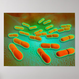 Póster Vista microscópica de la listeriosis Monocytogenes
