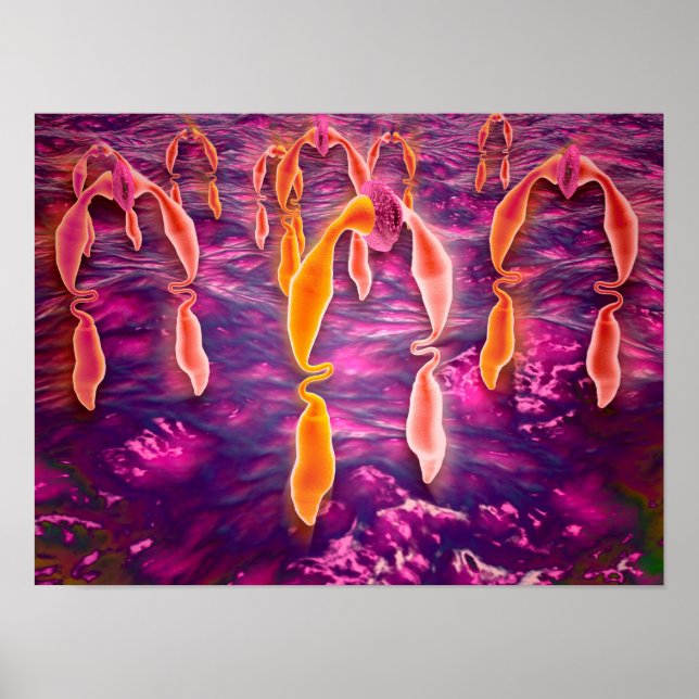 Póster Vista Microscópica De La Unión De Ligangas A Un Re (Frente)