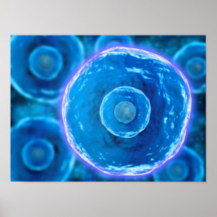 Póster Vista microscópica de las B-Células humanas 1