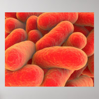 Vista Microscópica De Las Bacterias 4