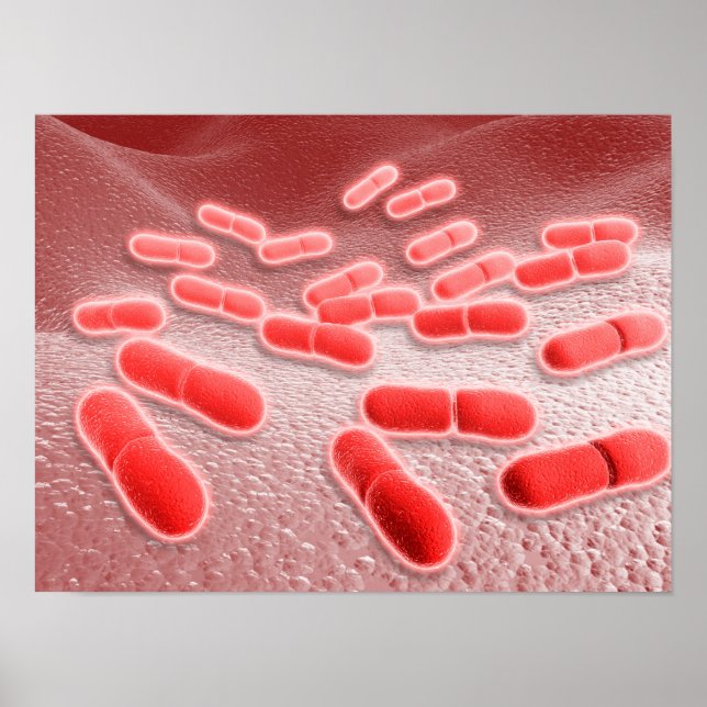 Póster Vista Microscópica De Listeria Monocytogenes 4 (Frente)