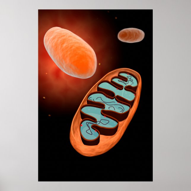 Póster Vista Microscópica De Mitochondria 1 (Frente)