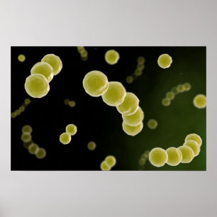 Póster Vista Microscópica De Streptococcus 1