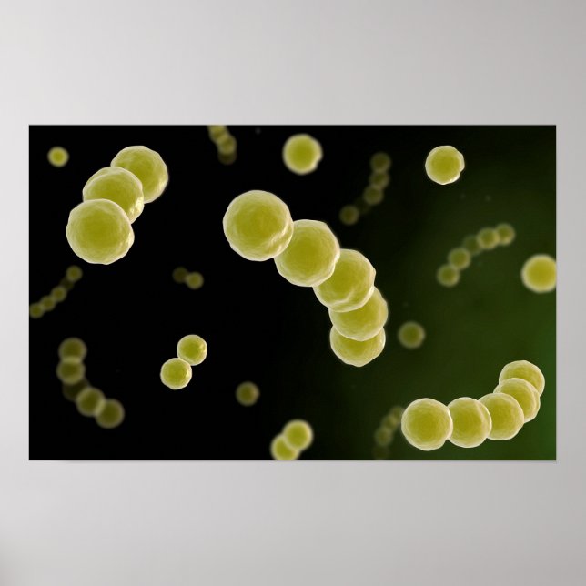Póster Vista Microscópica De Streptococcus 1 (Frente)